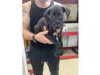Adopt Theo a Black Labrador Retriever / Great Dane / Mixed dog in Fort Worth