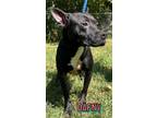 Adopt Dafny a Labrador Retriever, Terrier