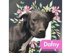 Adopt Dafny a Labrador Retriever, Terrier
