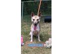 Adopt Shortcake a Labrador Retriever, German Shepherd Dog