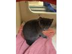 Adopt Melpomene a Gray or Blue Domestic Shorthair / Domestic Shorthair / Mixed