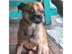 Adopt Beau a Tan/Yellow/Fawn Puggle / Mixed dog in Killeen, TX (38639656)