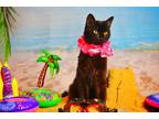 Adopt Queen Bee a All Black Domestic Shorthair (short coat) cat in Bensalem