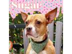 Adopt Caramel (Sugar) a American Staffordshire Terrier, Australian Cattle Dog /