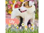 Adopt Lily a Hound, Terrier