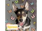 Adopt Heidi a German Shepherd Dog, Shepherd