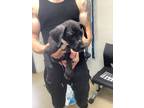 Adopt Julia a Black Labrador Retriever / Great Dane / Mixed dog in Fort Worth