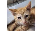 Adopt Dayton a Orange or Red Domestic Shorthair / Domestic Shorthair / Mixed cat