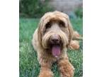 Adopt Elmo a Brown/Chocolate Labradoodle / Mixed dog in Los Angeles