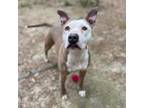 Adopt Scully a White American Staffordshire Terrier / Mixed dog in Spartanburg