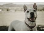 Adopt Harper a White - with Black Pit Bull Terrier / Bull Terrier / Mixed dog in