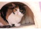 Adopt Vanya a Calico or Dilute Calico Domestic Shorthair (short coat) cat in