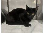 Adopt Weston a All Black Domestic Shorthair / Domestic Shorthair / Mixed cat in