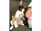 Adopt Frankie a Calico or Dilute Calico Calico (medium coat) cat in Orange