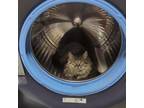 Adopt Morgan a Gray or Blue Domestic Mediumhair / Mixed cat in St Paul