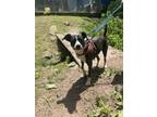 Adopt Spinach a Brindle - with White Pit Bull Terrier / Border Collie / Mixed