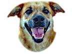 Adopt Buzz a Tan/Yellow/Fawn - with Black Cattle Dog / Mixed dog in Prescott