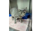 Adopt Brother Curt a Domestic Shorthair / Mixed (short coat) cat in Jonesboro