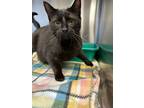 Adopt Melly a Domestic Shorthair / Mixed (short coat) cat in Jonesboro