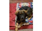 Adopt Bo a Tan/Yellow/Fawn Shepherd (Unknown Type) / Mixed dog in Nogales