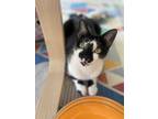 Adopt Sugar a Black & White or Tuxedo Domestic Shorthair (short coat) cat in