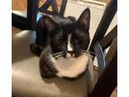 Adopt Venice a Black & White or Tuxedo Domestic Shorthair (short coat) cat in