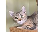 Adopt Winnie a Tan or Fawn Domestic Shorthair / Domestic Shorthair / Mixed