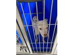 Adopt China a White Mixed Breed (Medium) dog in Whiteville, NC (38637107)