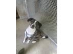 Adopt Fredrick a Brindle - with White American Pit Bull Terrier / Mixed dog in