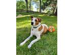 Adopt Lou a White - with Brown or Chocolate Mutt / Mixed dog in Charlotte