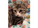 Adopt Ping Pong a Gray or Blue Domestic Shorthair / Domestic Shorthair / Mixed
