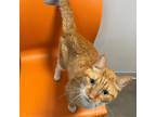 Adopt Chipotle a Orange or Red Domestic Shorthair / Domestic Shorthair / Mixed