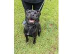 Adopt Ellis a Black American Pit Bull Terrier / Retriever (Unknown Type) / Mixed