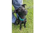Adopt Smokey a Black Labrador Retriever / Mixed dog in Gulfport, MS (38636625)