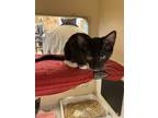 Adopt Erato a All Black Domestic Shorthair / Domestic Shorthair / Mixed cat in