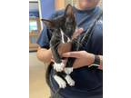 Adopt Clio a Gray or Blue Domestic Shorthair / Domestic Shorthair / Mixed cat in