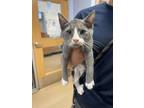 Adopt Thalia a Gray or Blue Domestic Shorthair / Domestic Shorthair / Mixed cat