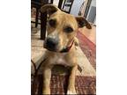 Adopt Bella a Tan/Yellow/Fawn American Pit Bull Terrier / Black Mouth Cur /