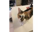 Adopt KALLIE (4-paw declaw) a Calico or Dilute Calico Calico (long coat) cat in