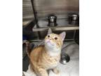 Adopt Padfoot a Orange or Red Domestic Shorthair / Domestic Shorthair / Mixed