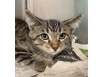 Adopt Walker a Brown or Chocolate Domestic Shorthair / Domestic Shorthair /