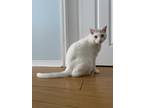 Adopt Mikey- CP a White Domestic Shorthair (short coat) cat in Toronto
