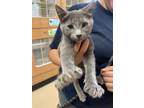 Adopt Euterpe a Gray or Blue Domestic Shorthair / Domestic Shorthair / Mixed cat