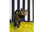 Adopt ROSEBUD a All Black Domestic Shorthair / Mixed cat in Fort Wayne