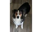 Adopt Brooks a Tricolor (Tan/Brown & Black & White) Australian Shepherd / Mixed