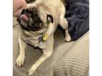 Adopt Stetson a Tan/Yellow/Fawn - with Black Pug / Mixed dog in Grapevine