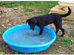 Adopt raven a Black Labrador Retriever / Mixed dog in benton, TN (38635367)
