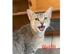 Adopt Heidi a Tiger Striped Domestic Shorthair (short coat) cat in Colfax