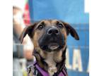 Adopt Eliza a Tricolor (Tan/Brown & Black & White) Boxer / Shepherd (Unknown