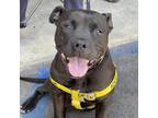 Adopt Legend a Black - with White Pit Bull Terrier / American Pit Bull Terrier /